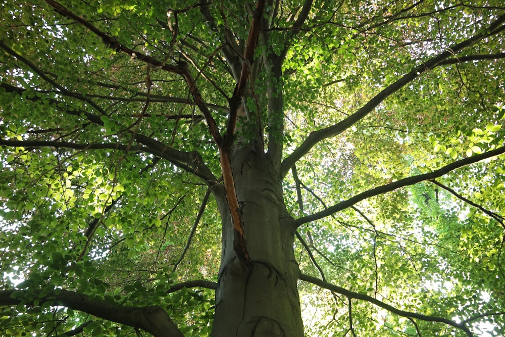 a tall tree with lots of green leaves