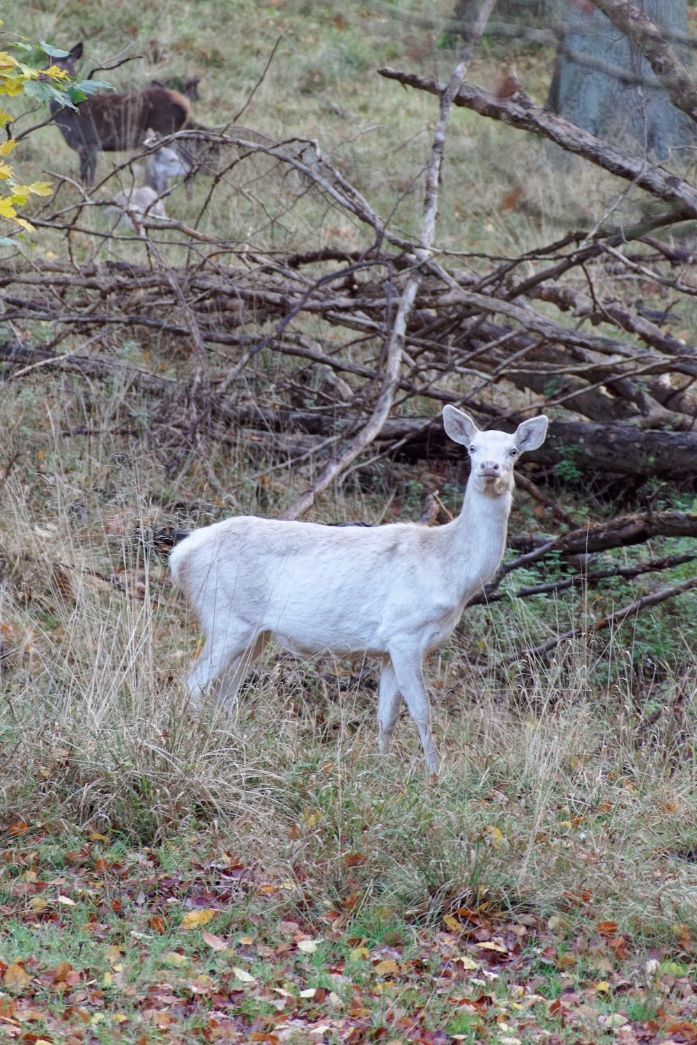 a white deer standing on top of a grass covered field