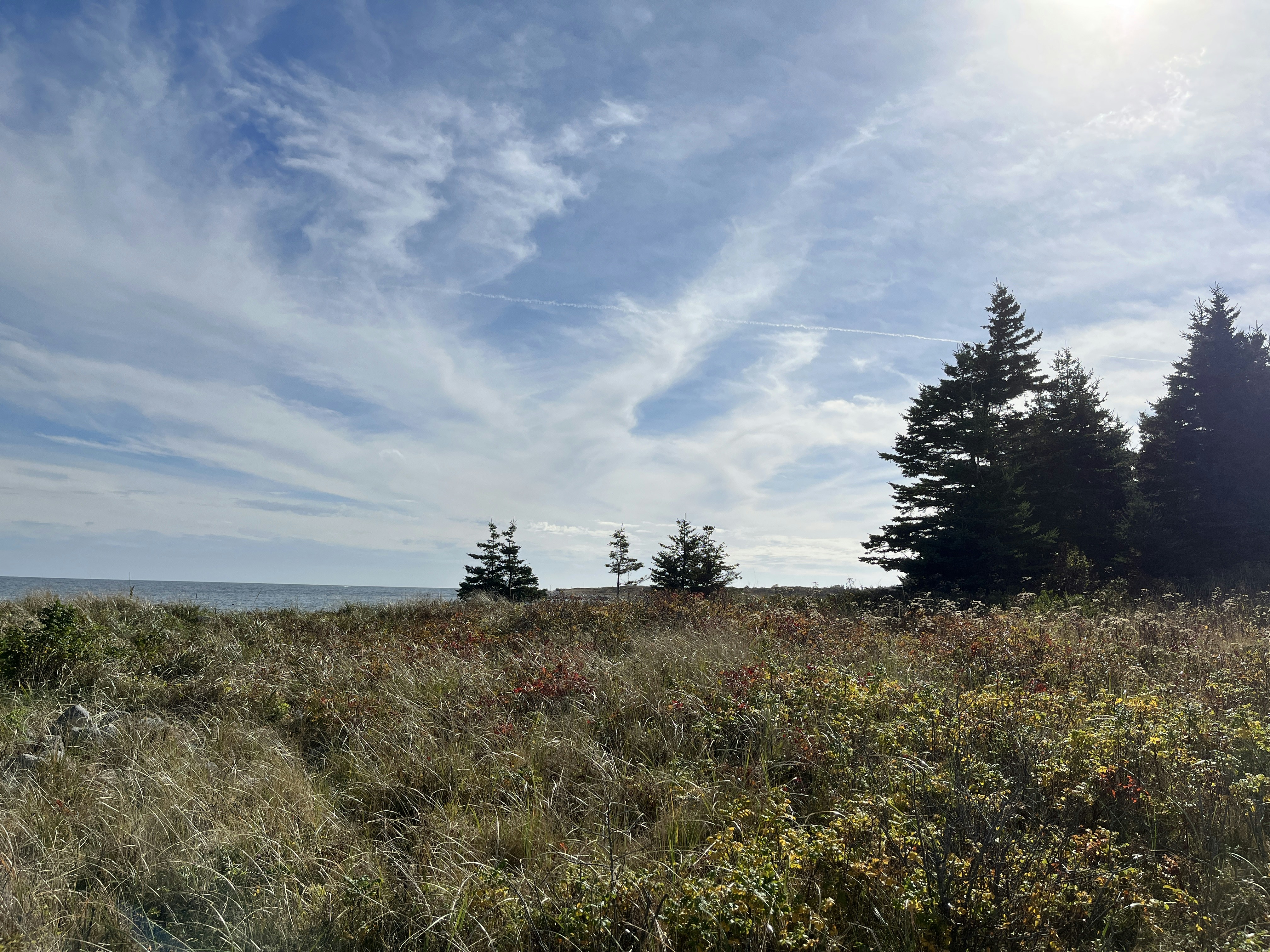 Is Tree Search Still the Best Way for Planning in Agents?