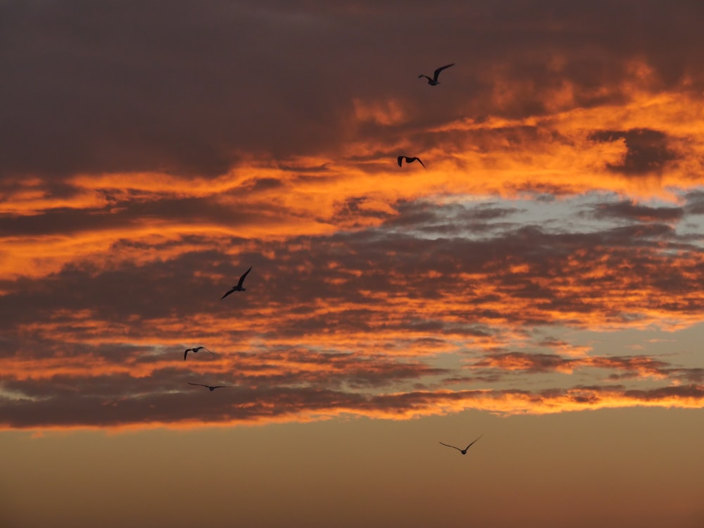 a flock of birds flying through a cloudy sky