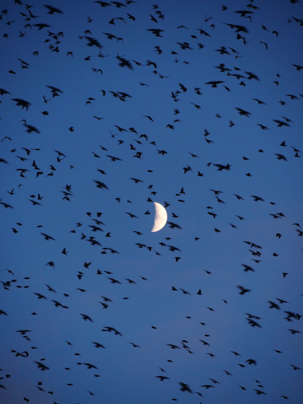 a flock of birds flying across a blue sky