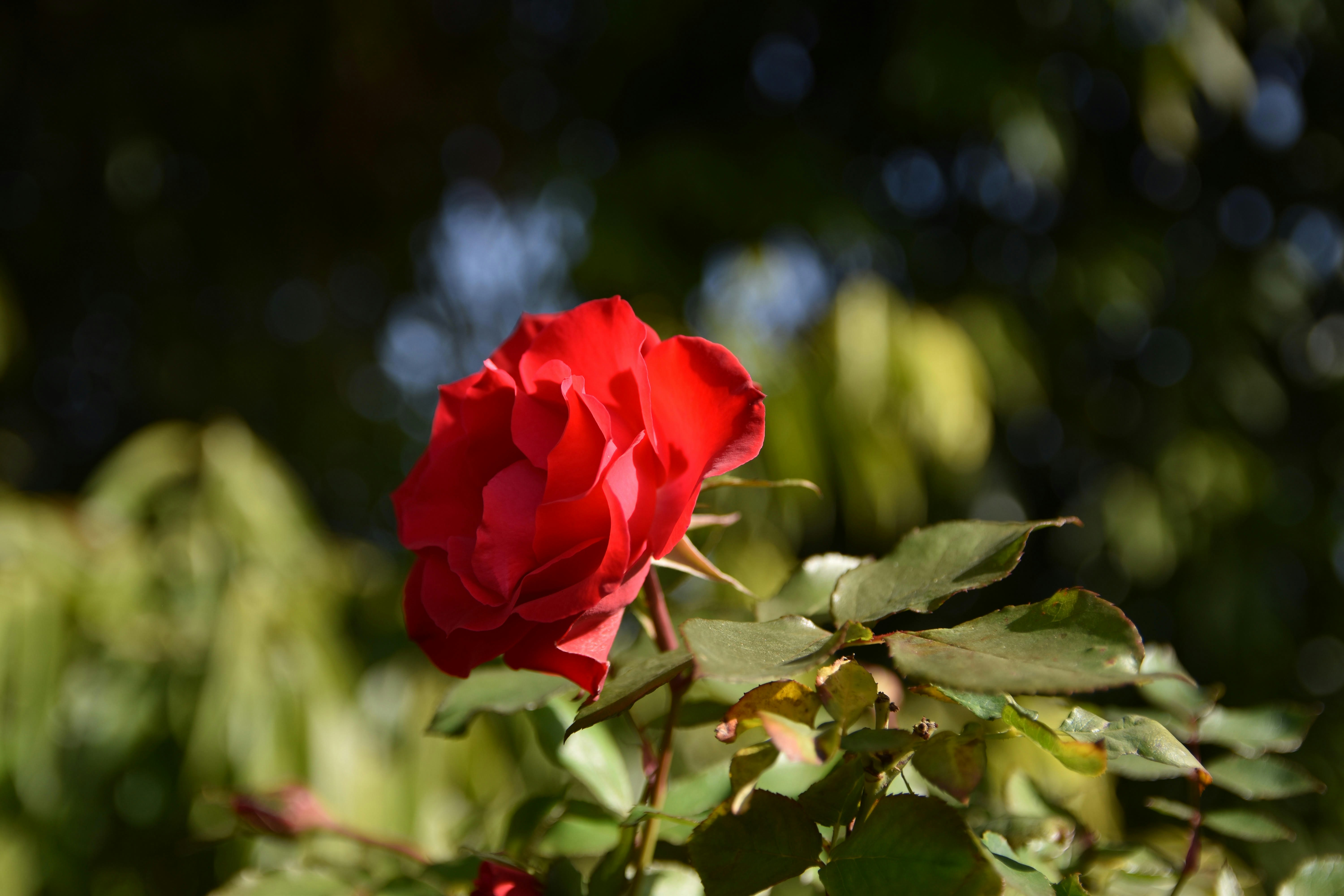 Photo by veronica_chalyj