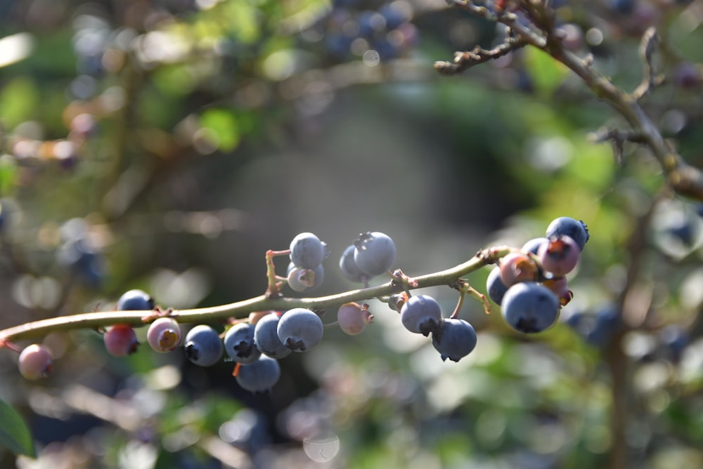 berries are growing on a tree branch in the sun