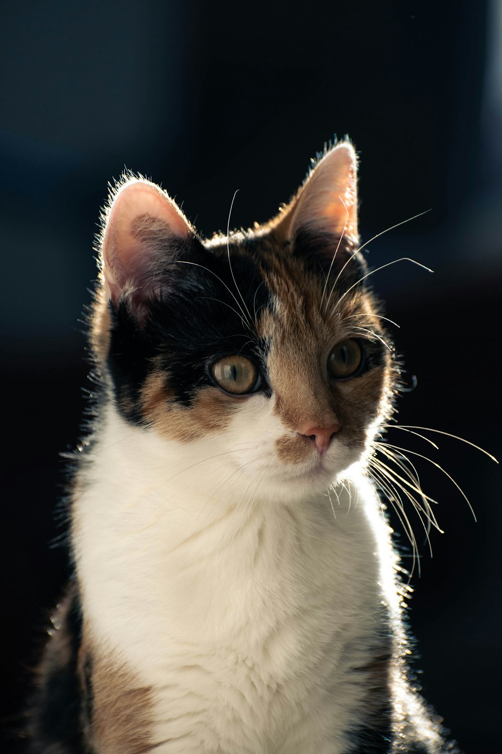 a close up of a cat with a blurry background