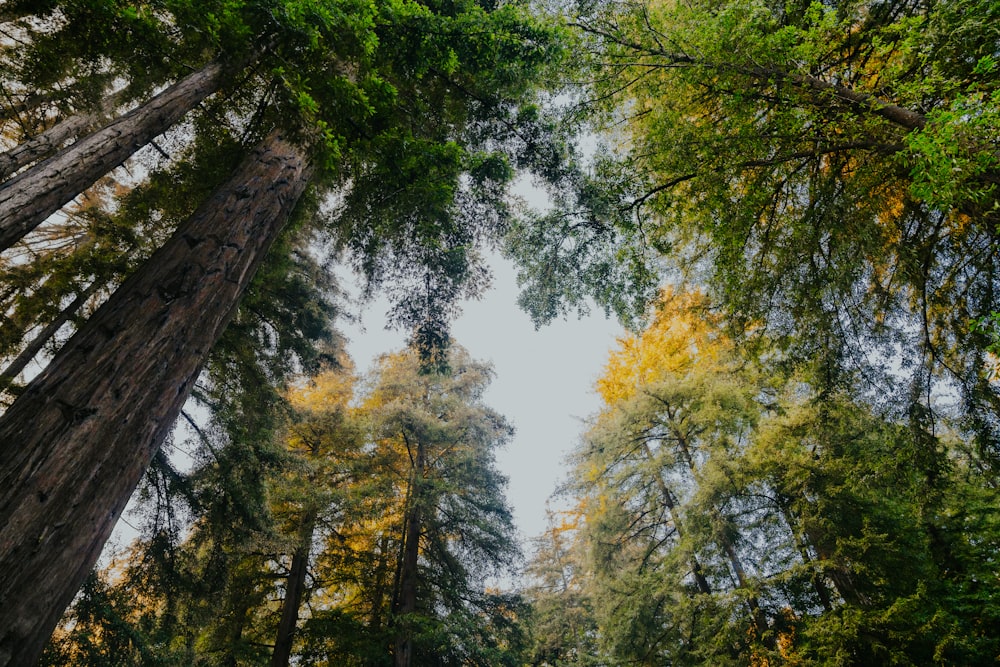 a forest filled with lots of tall trees