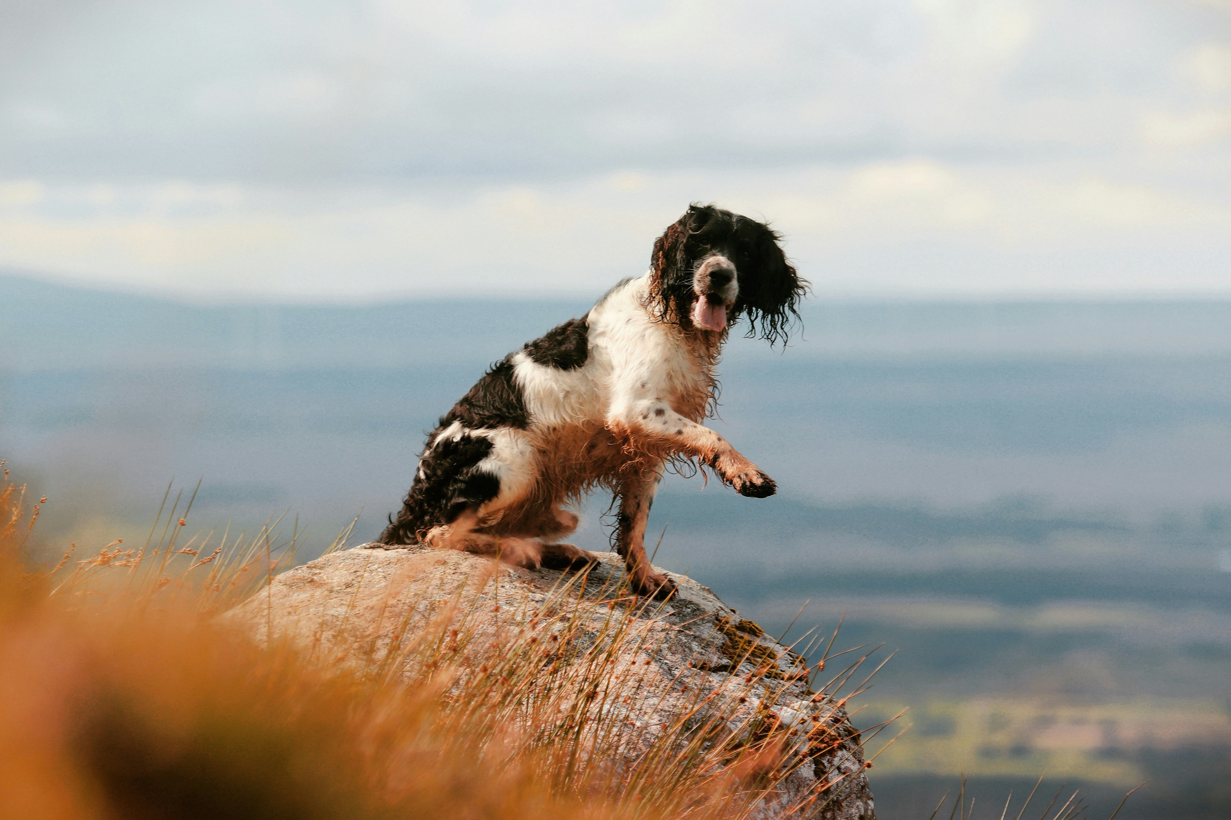 A black and white dog standing on a rock above the hills