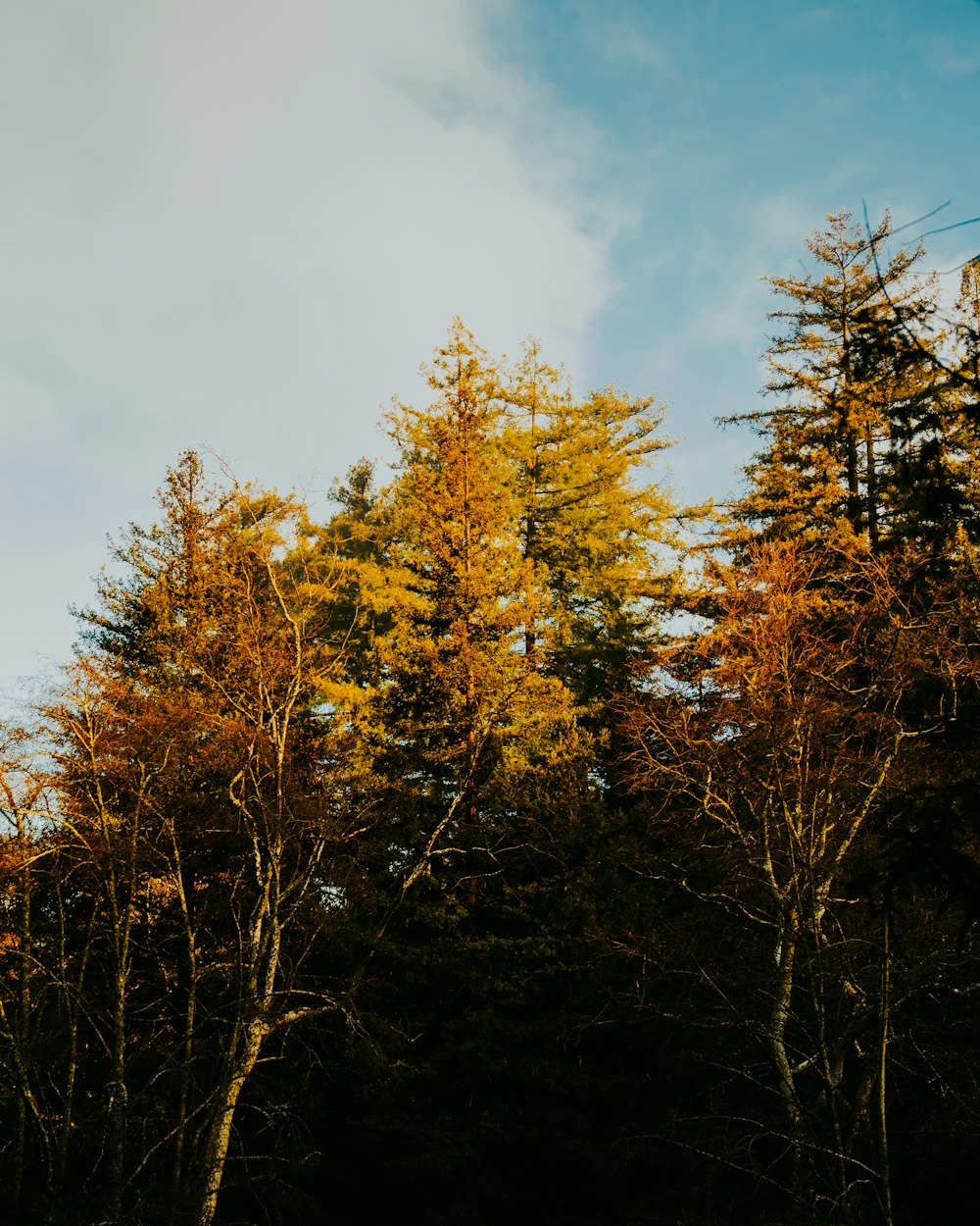 a group of trees that are next to each other