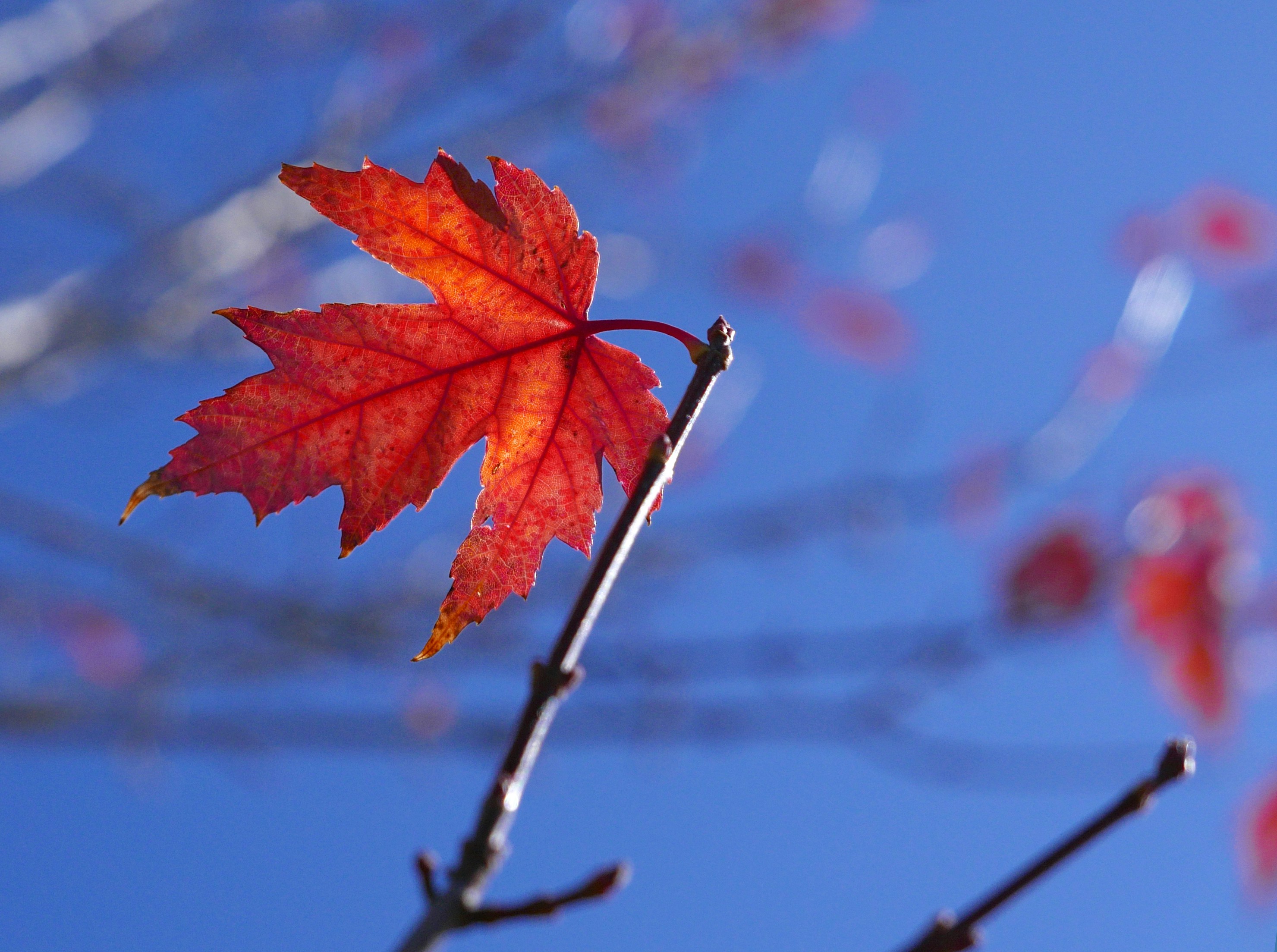 a single red leaf on a tree branch