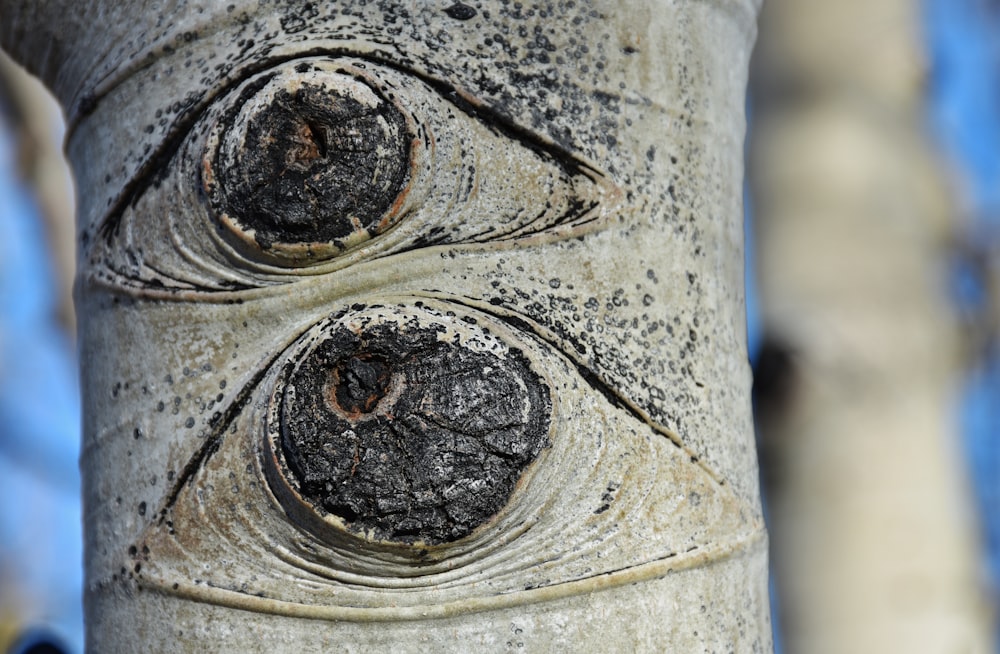a close up of a tree with two eyes on it