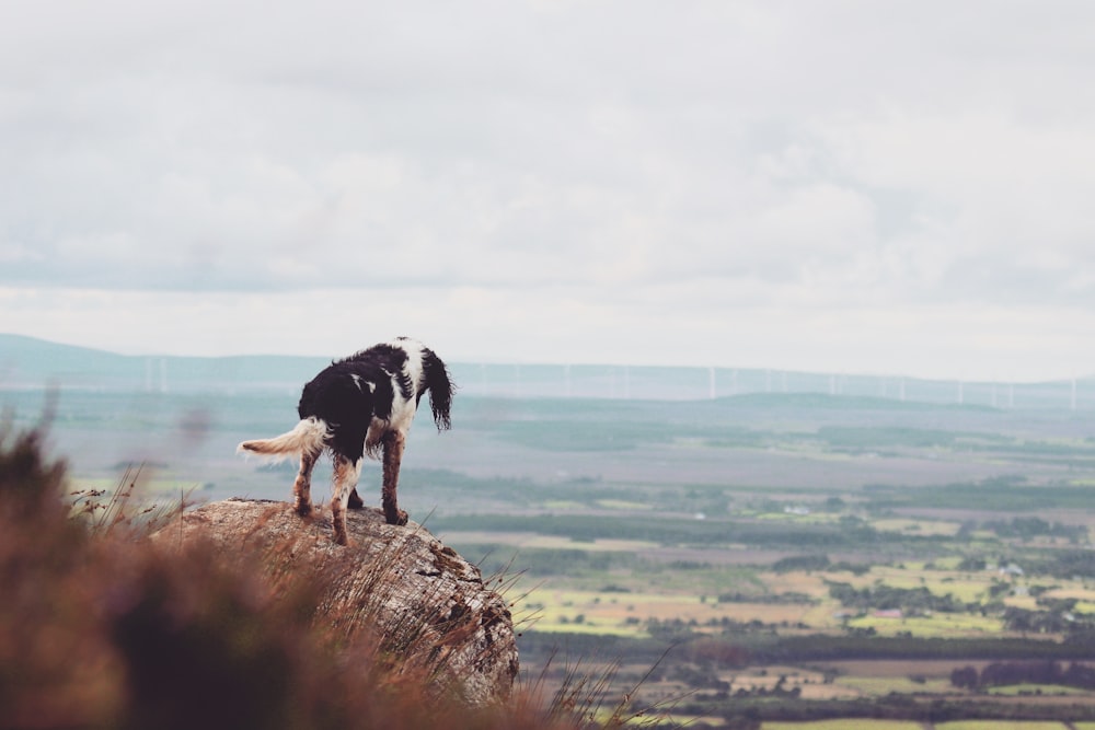 a black and white dog standing on top of a rock