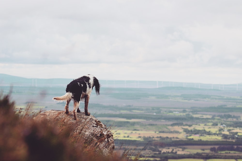 岩の上に立つ黒と白の犬