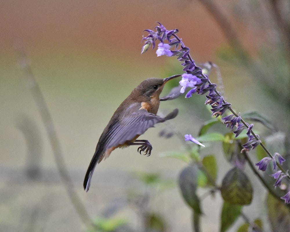 a small bird perched on top of a purple flower