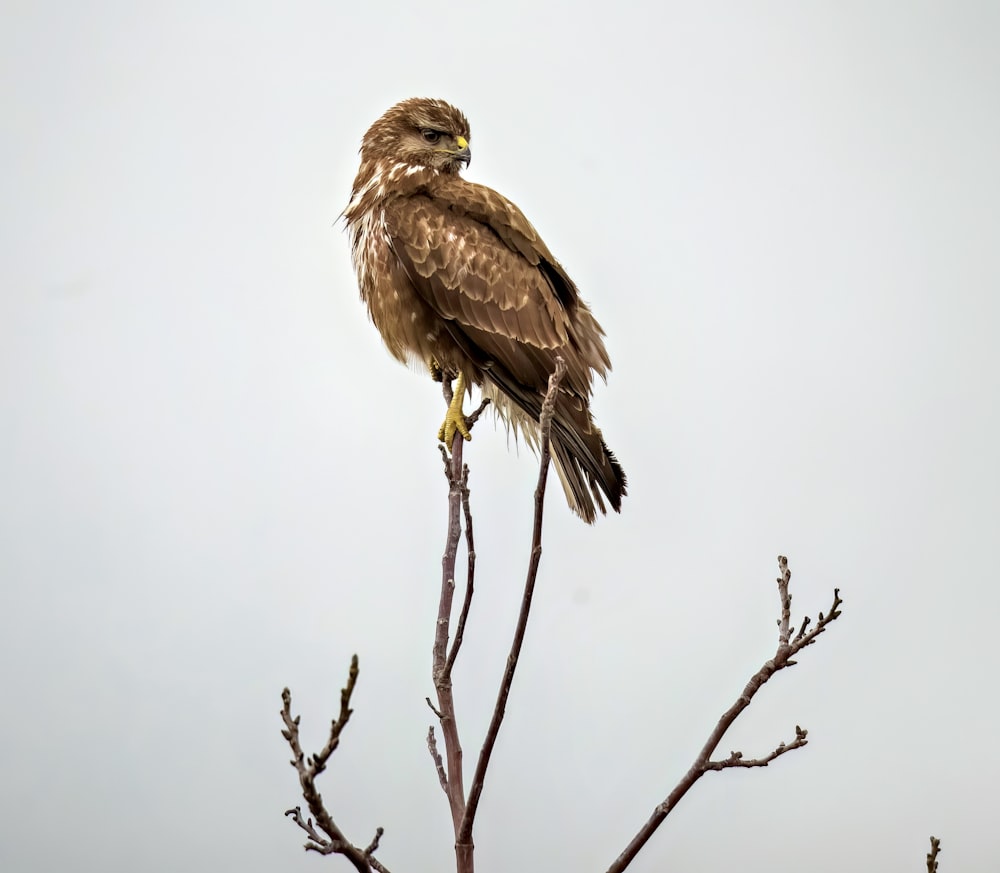 a bird sitting on top of a tree branch