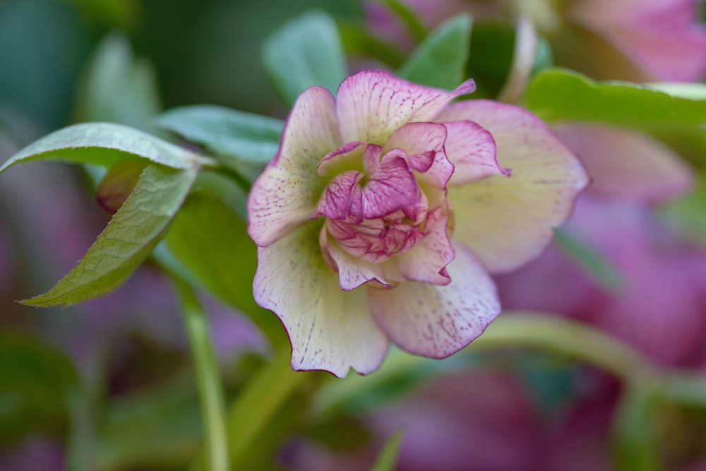 a close up of a pink flower with green leaves