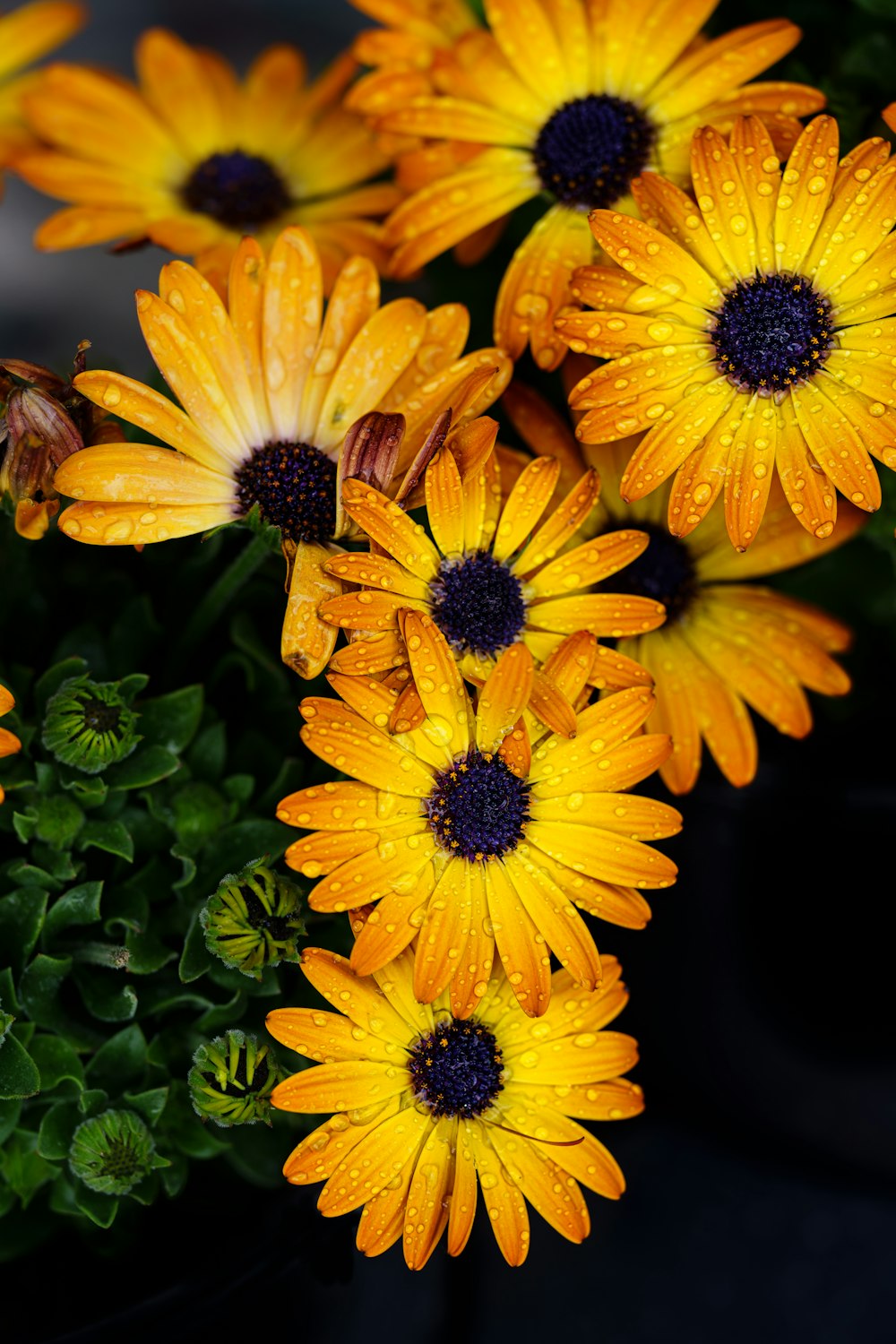 un bouquet de fleurs jaunes avec des gouttelettes d’eau