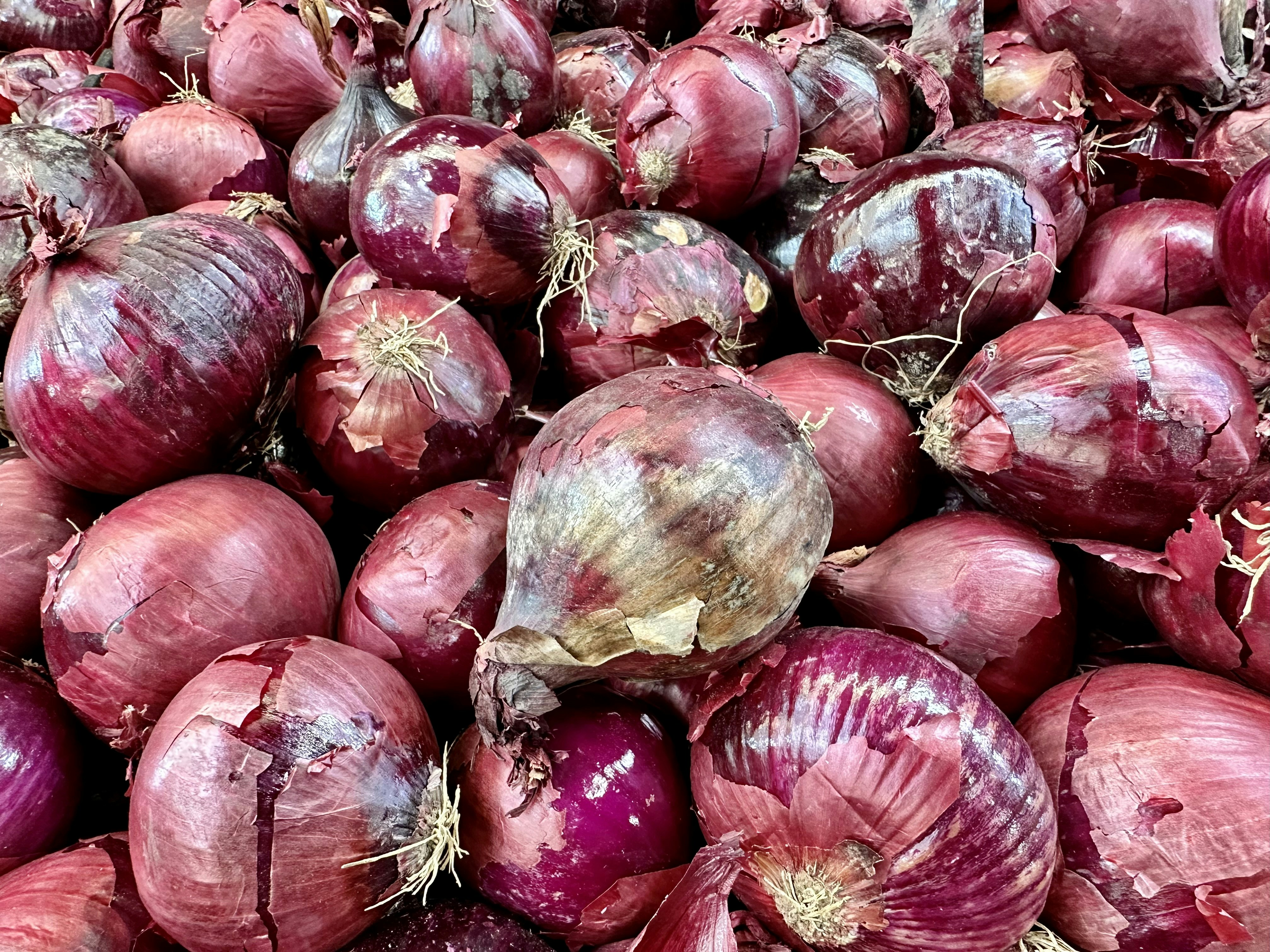 Fresh red and white onions in market, whole bulbs with papery skin