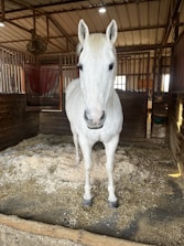A calm horse resting comfortably in a clean, spacious stable.