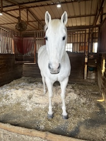 A white horse stands in a wooden stable with a shavings-covered floor. The horse faces forward, showing its full body, surrounded by clean, wooden-paneled walls and a metal gate. Overhead, there is a sloped metal roof and a ceiling fan.