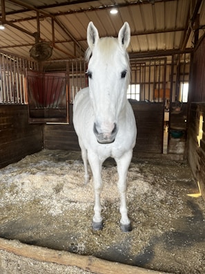 Wood shavings being used in a horse stable.