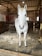 A happy horse resting on Starry Stable bedding in a clean stable.