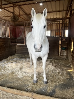 A white horse stands in a wooden stable with a shavings-covered floor. The horse faces forward, showing its full body, surrounded by clean, wooden-paneled walls and a metal gate. Overhead, there is a sloped metal roof and a ceiling fan.