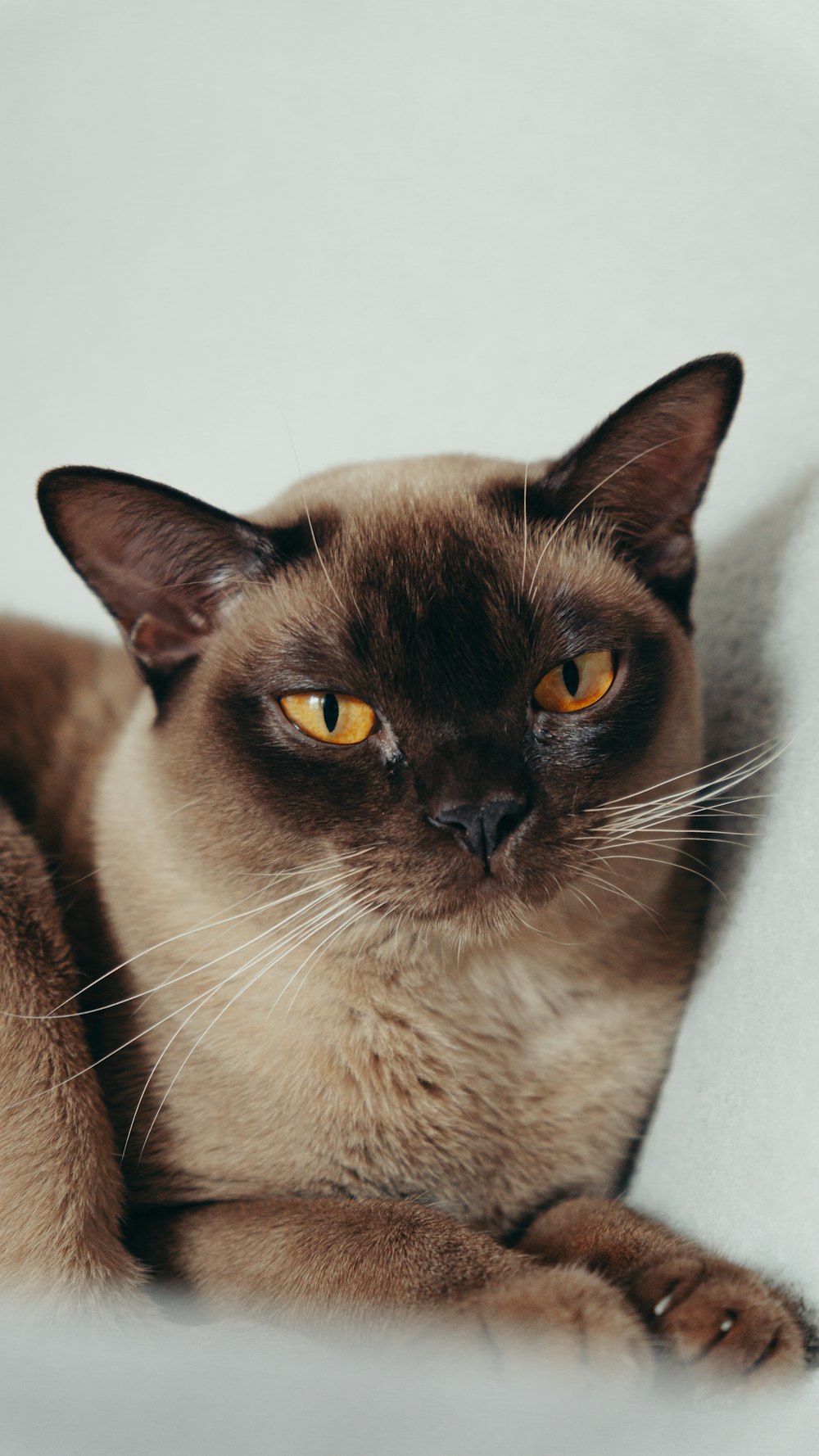 a siamese cat laying down on a white blanket