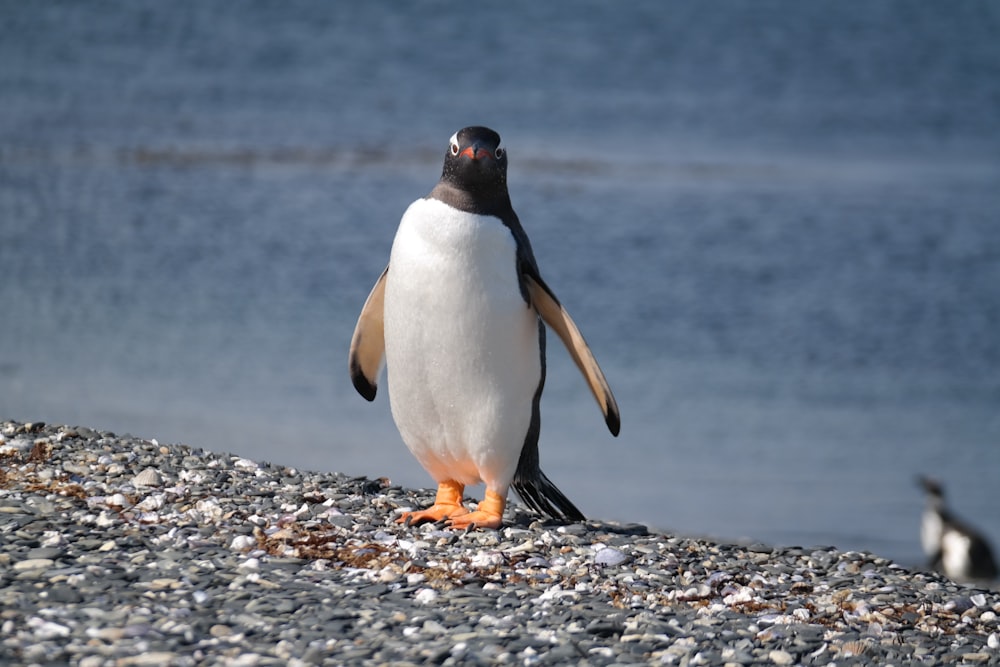 a penguin standing on a rocky beach next to a body of water