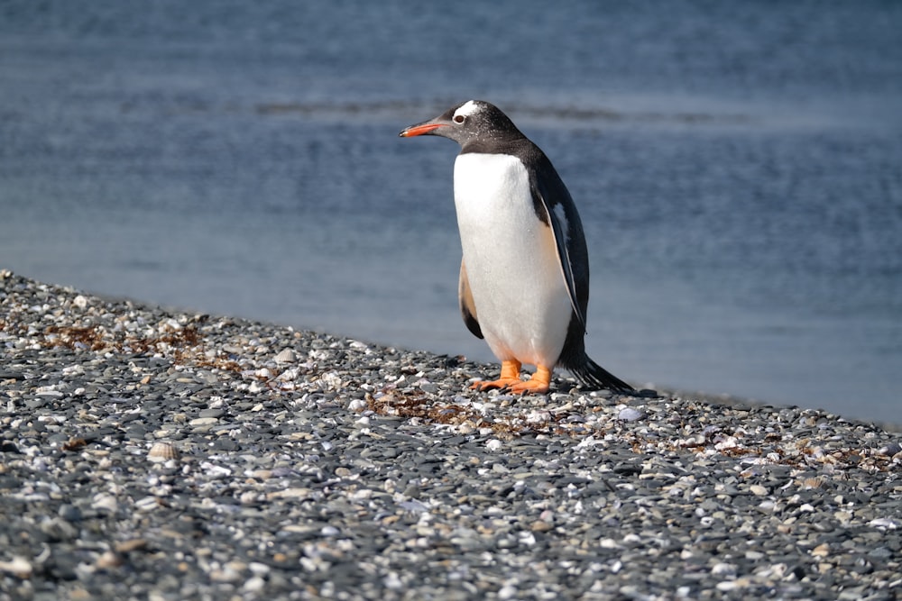 a penguin standing on a rocky beach next to a body of water