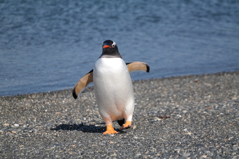 a penguin walking on a beach next to the water