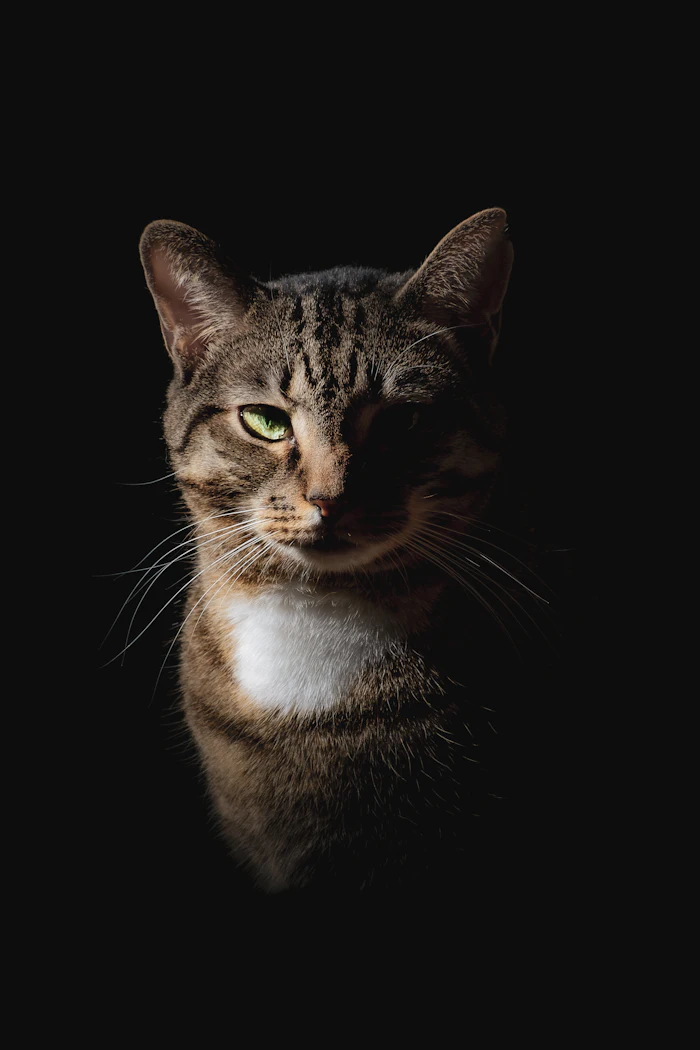 Chat en gros plan sur fond noir, photo d'illustration