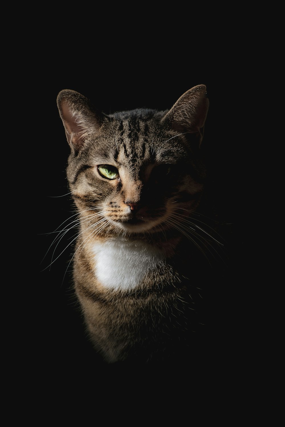 a close up of a cat on a black background