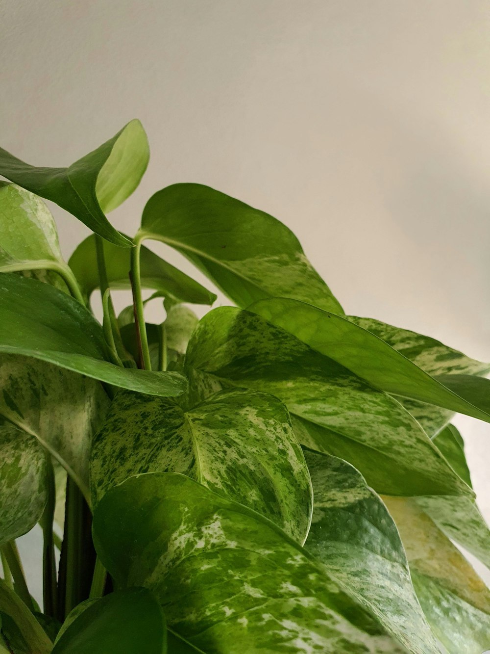 a close up of a plant with green leaves