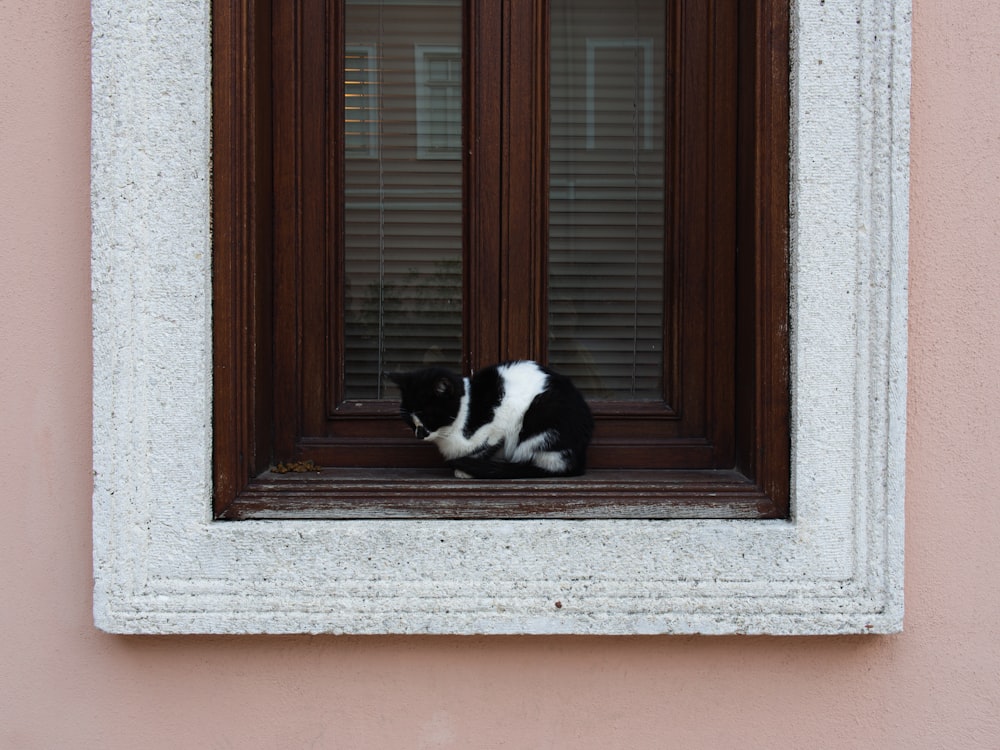 a black and white cat sitting in a window sill
