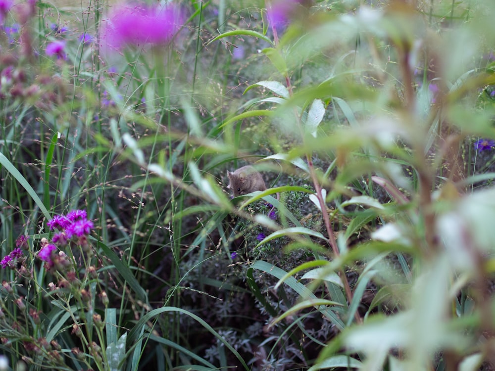 a bunch of flowers that are in the grass