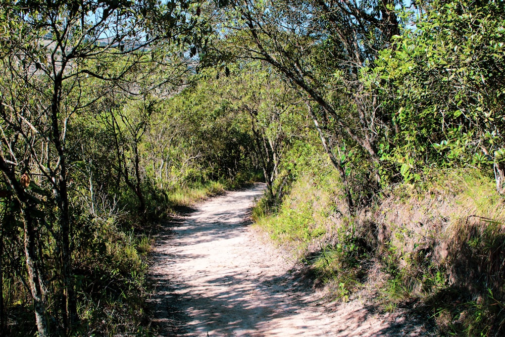 a dirt road surrounded by trees and grass