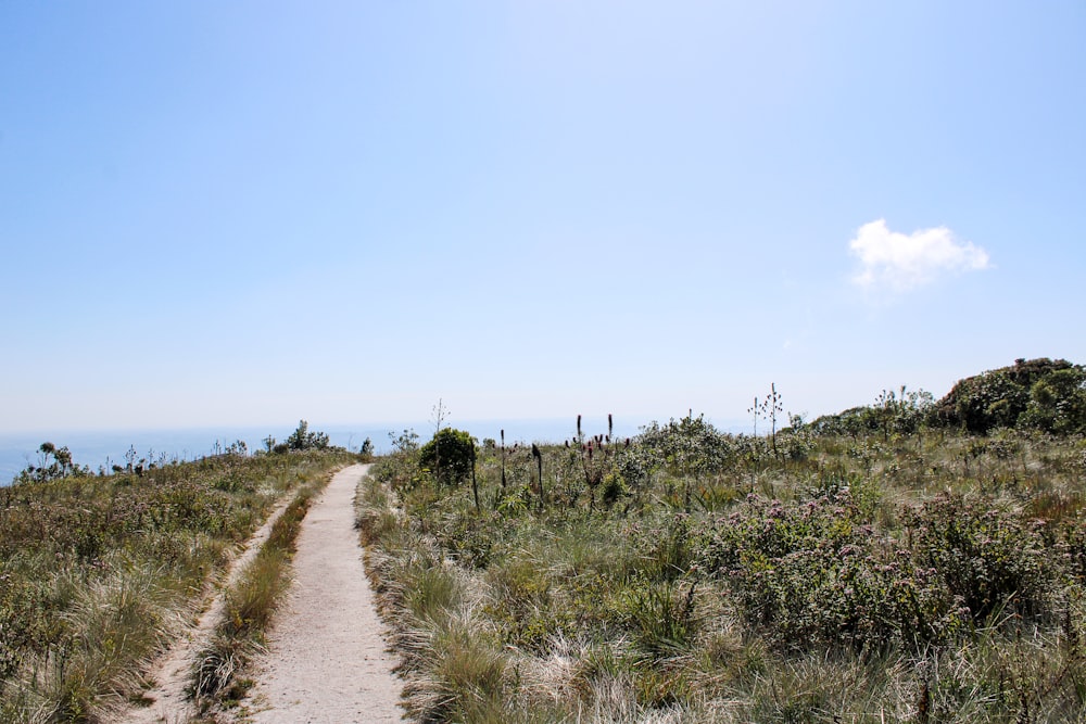 a dirt path in the middle of a grassy field