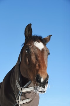 A horse wearing a protective coat stands against a bright blue sky. The horse's nose has a dusting of snow, and its mane is short and dark. The coat is labeled with the brand name 'Horseware Ireland'. The horse's head is prominently featured in the center of the image.
