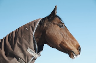 A brown horse is wearing a dark brown blanket with a light trim against a clear blue sky. Its mane is short, and there's a bit of frost or snow on the horse's muzzle, indicating a cold environment.
