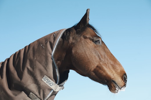 A brown horse is wearing a dark brown blanket with a light trim against a clear blue sky. Its mane is short, and there's a bit of frost or snow on the horse's muzzle, indicating a cold environment.