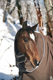 A brown horse wearing a blanket with a snowy forest background. The blanket has labels and straps visible. The horse appears calm, and snow covers the ground and trees.