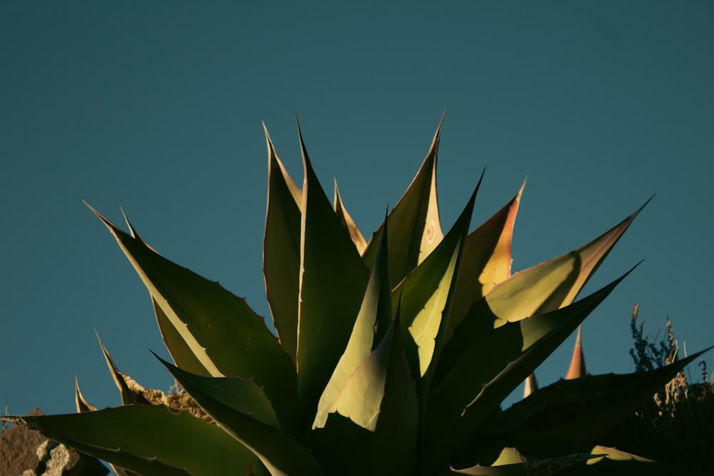 a large green plant in the middle of a blue sky