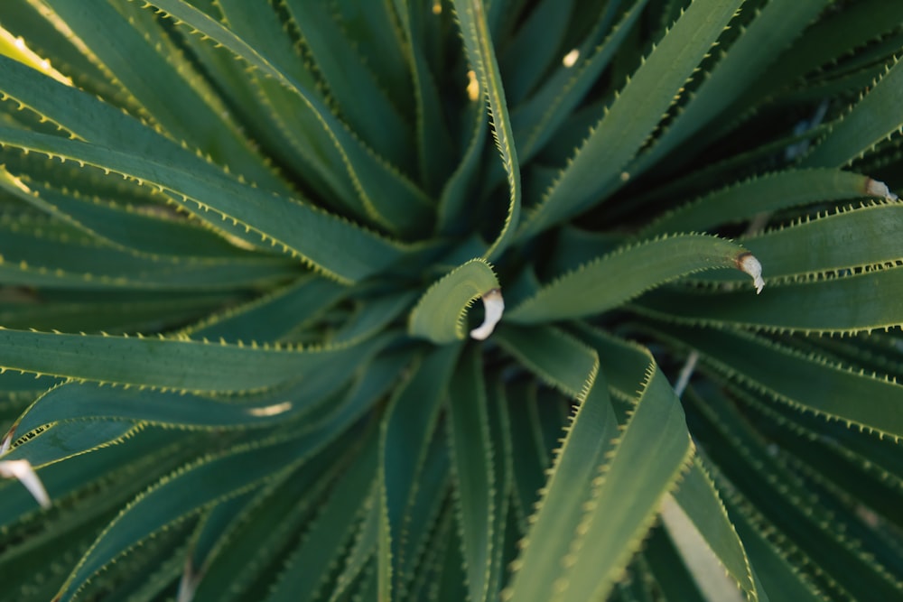 a close up of a green plant with lots of leaves