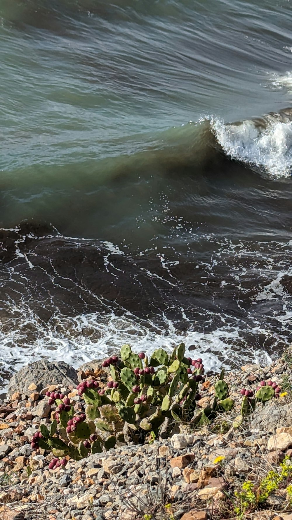 a small green plant sitting on top of a rocky beach