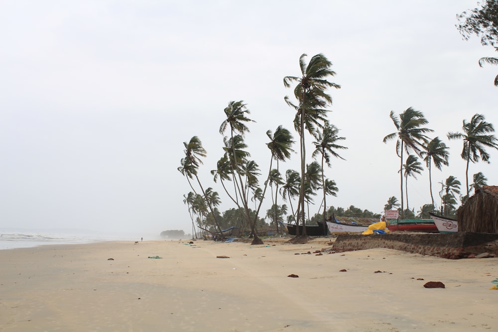 a beach with palm trees and boats on it