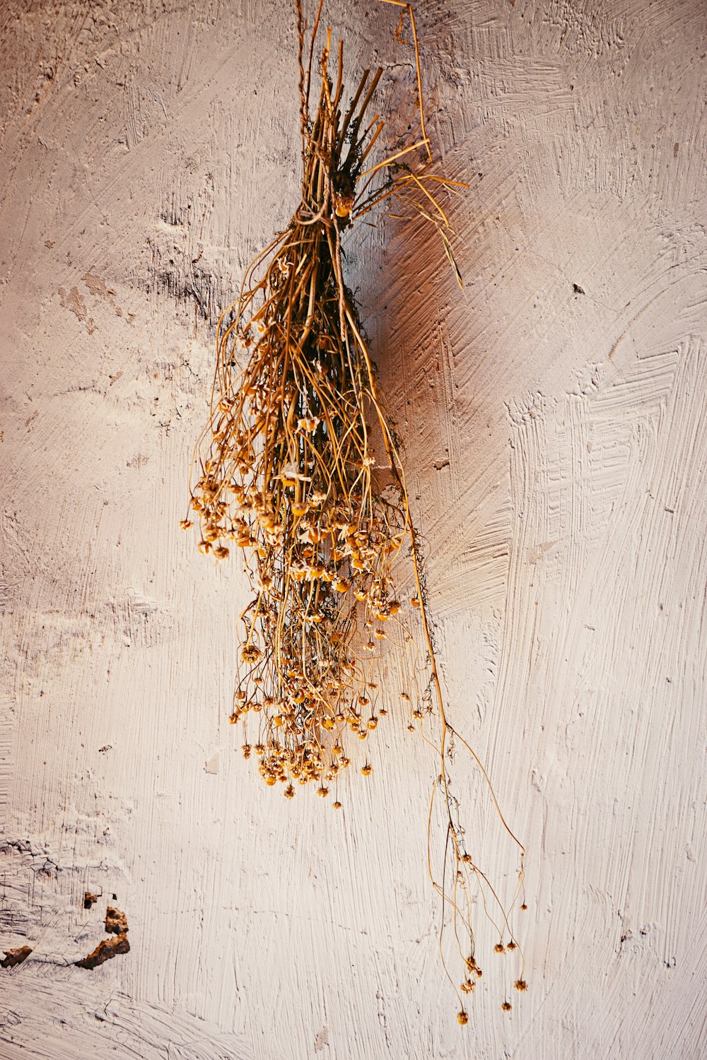 a bunch of dried flowers on a white surface