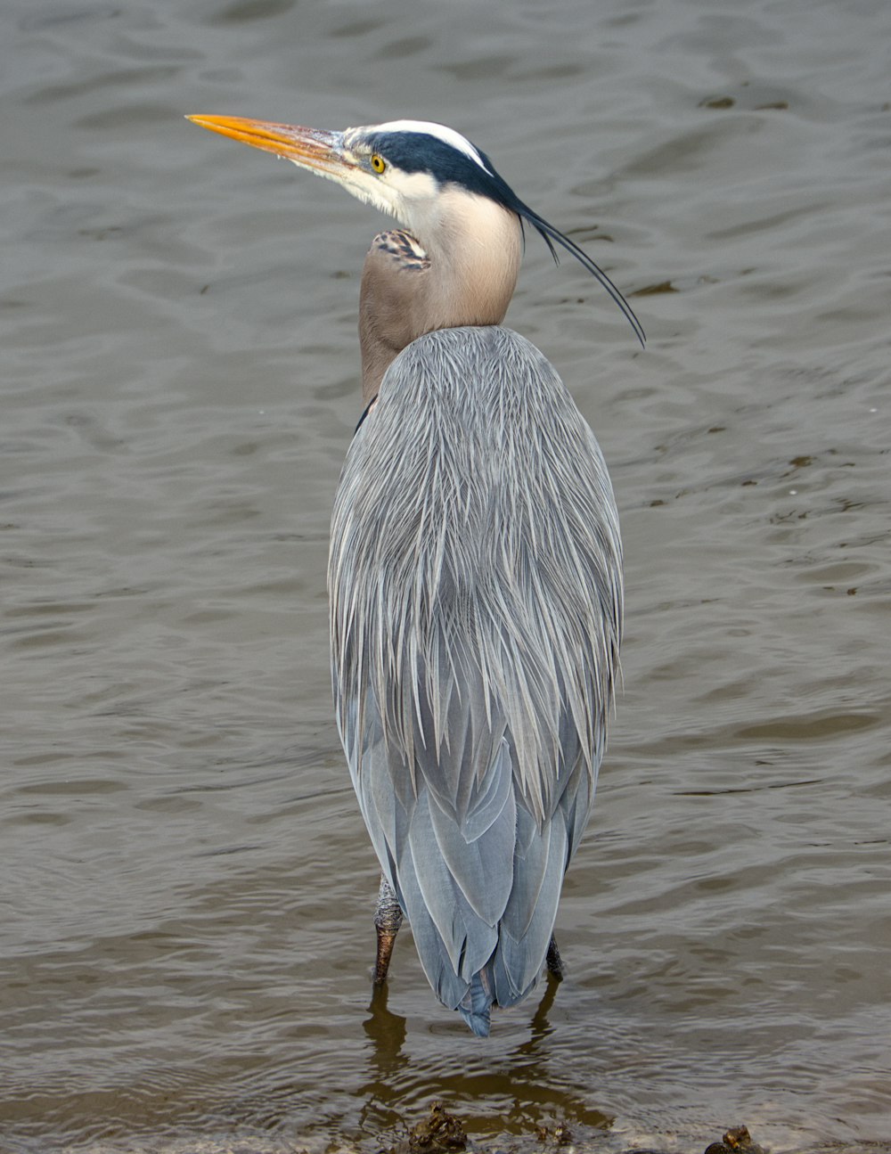um pássaro com um pescoço longo em pé na água