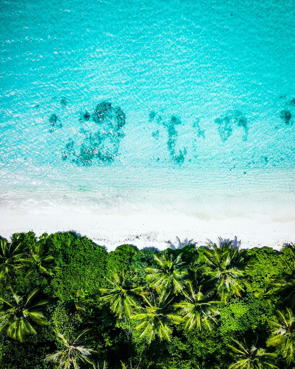 an aerial view of a beach with palm trees