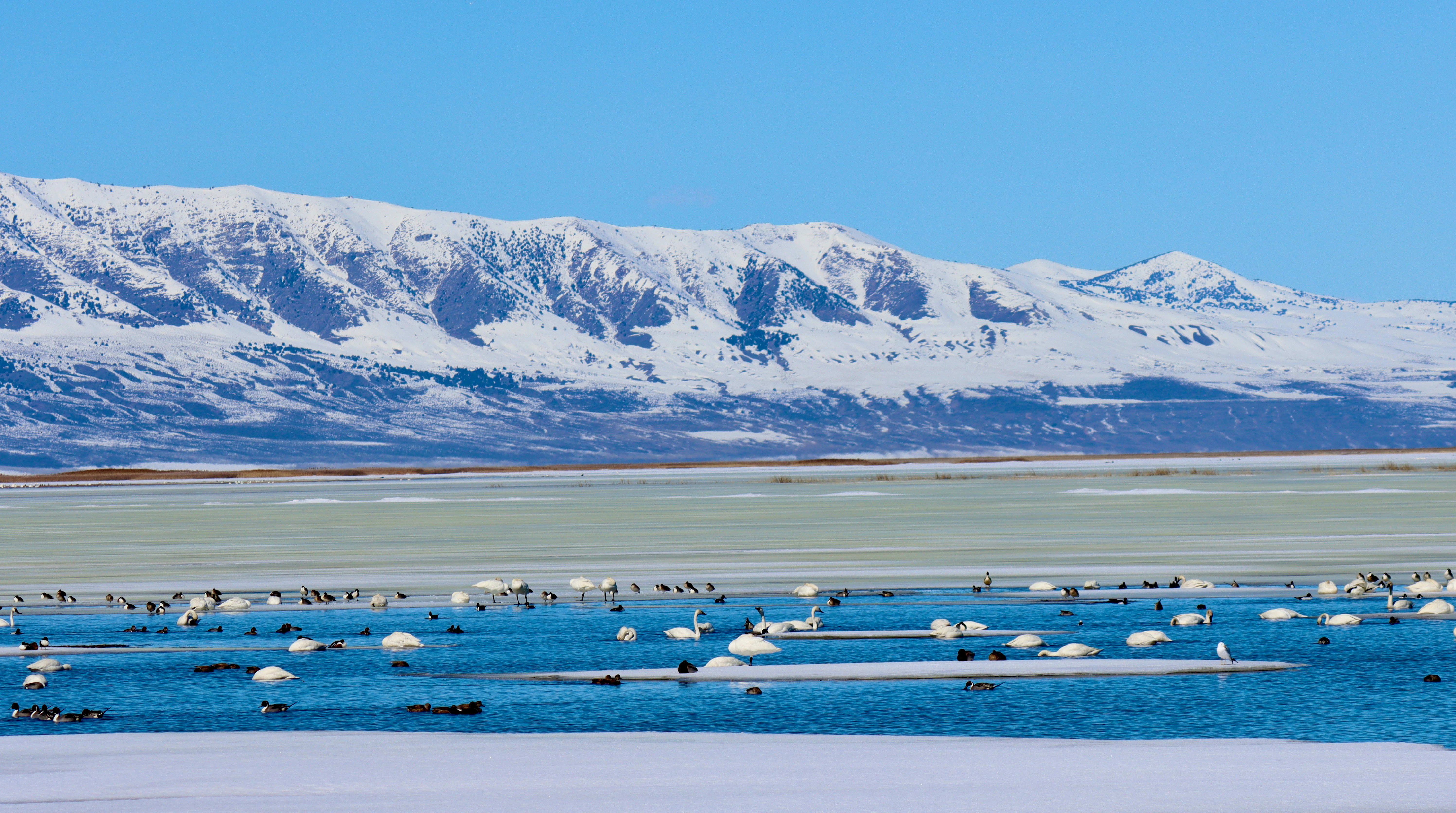 Species-Specific Migration Calendars (image credits: unsplash)