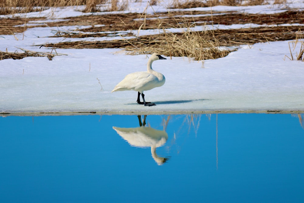 a white bird standing on top of snow covered ground