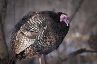 A turkey with iridescent brown feathers stands prominently, showcasing its intricate plumage. The bird's head is a contrasting pinkish-red, and its beak is pointed and slightly curved. The background is blurred, featuring muted natural tones, suggesting an outdoor setting.